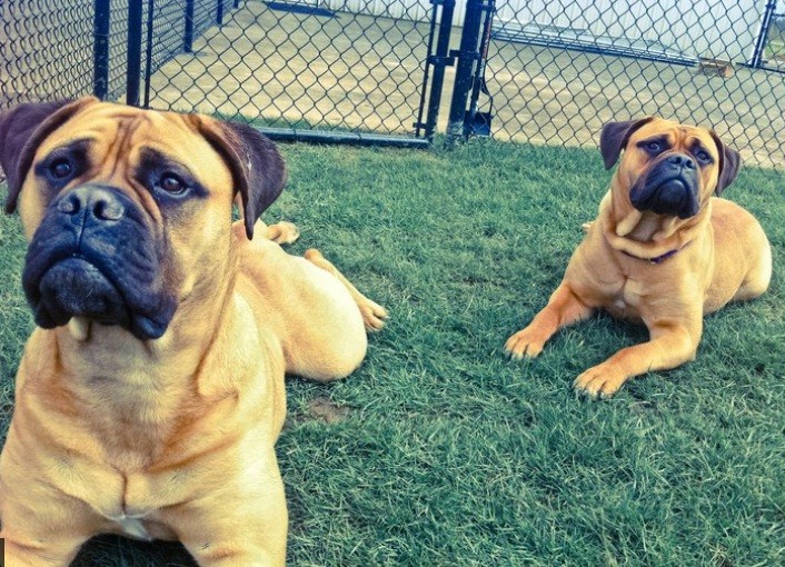 long term dog boarding