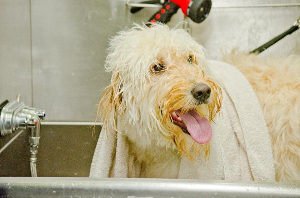 pet grooming on